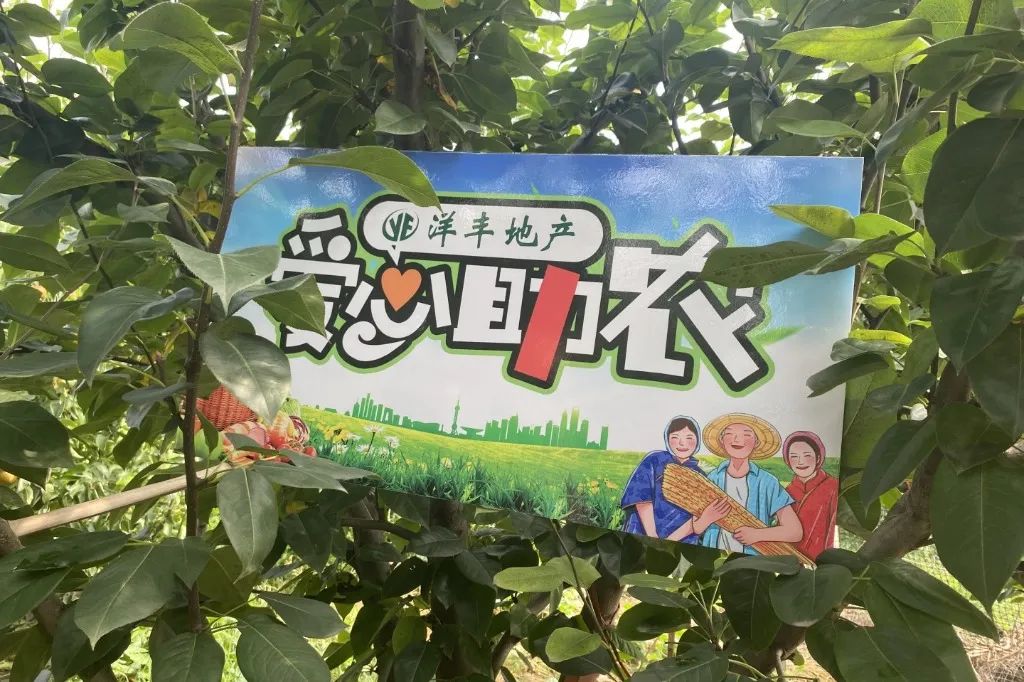 爱心助农 谢谢有“梨”丨洋丰地产全城免费送梨啦！