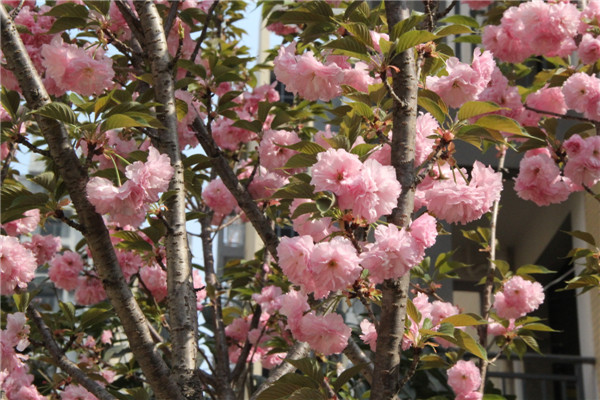 楚荣·首府