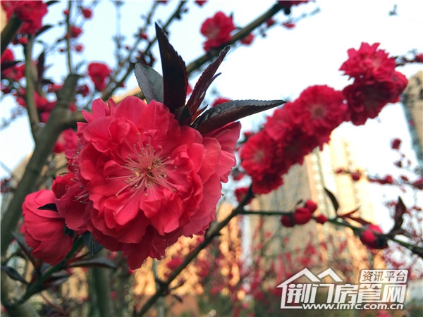 飞扬·新天城