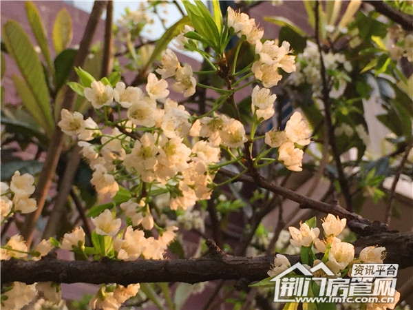 飞扬·新天城